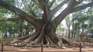 Pokok umur lebih 300 tahun 