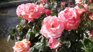 Bunga ros di Shalimar Garden